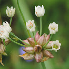 Wild Onion, Meadow Garlic