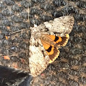 Underwing Moth