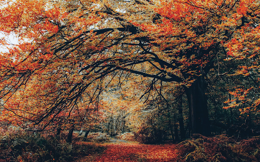 Golden Autumn Path screenshot 1