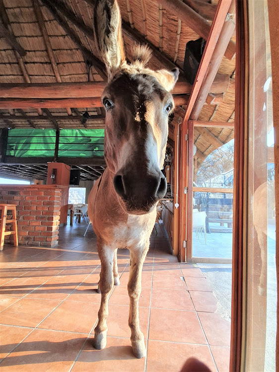 A friendly local at the Thirsty Giraffe.