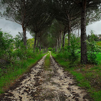 sentiero di campagna di 