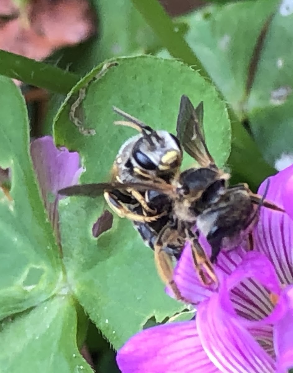 Leafcutter Bees Mating.