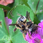 Leafcutter Bees Mating.