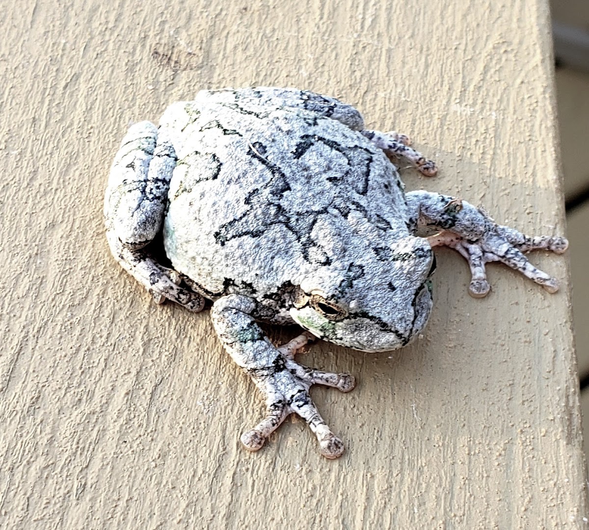 Gray Treefrog