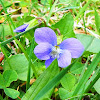 Meadow Violet (Wildflower)