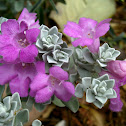 Texas Sage