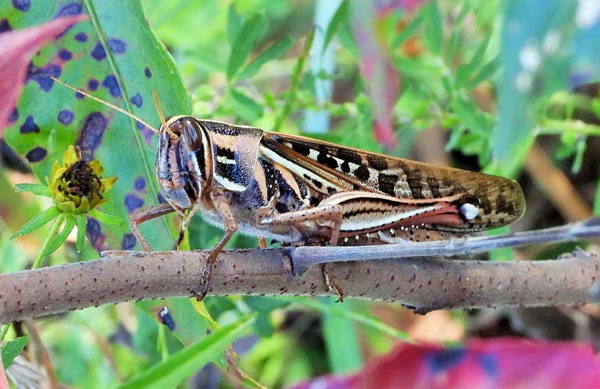 American bird grasshopper