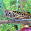 American bird grasshopper