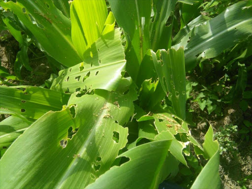 Leaves of maize destroyed by armyworm