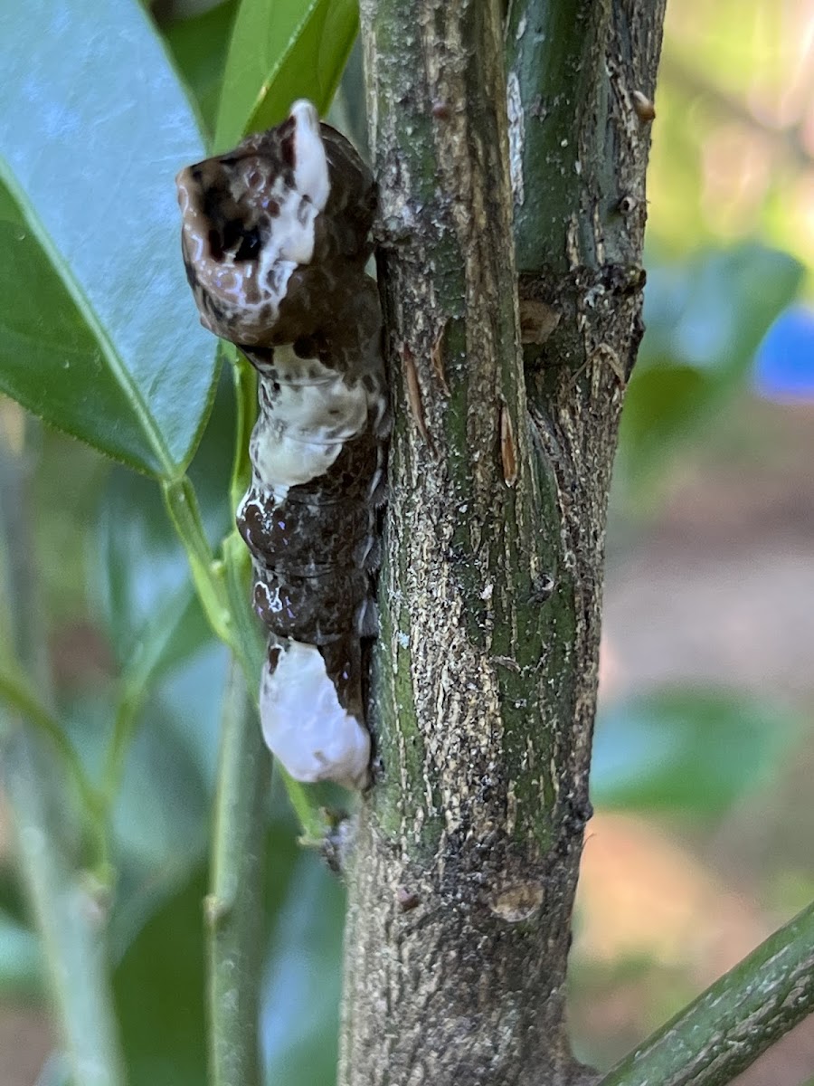 Bird Poop Caterpillar