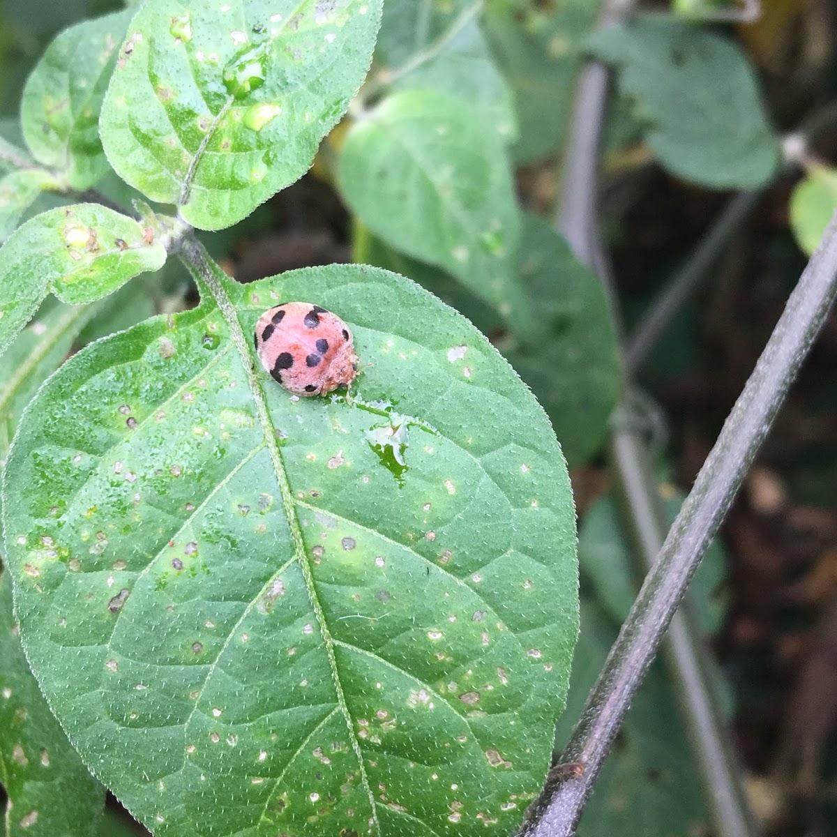 Ladybug