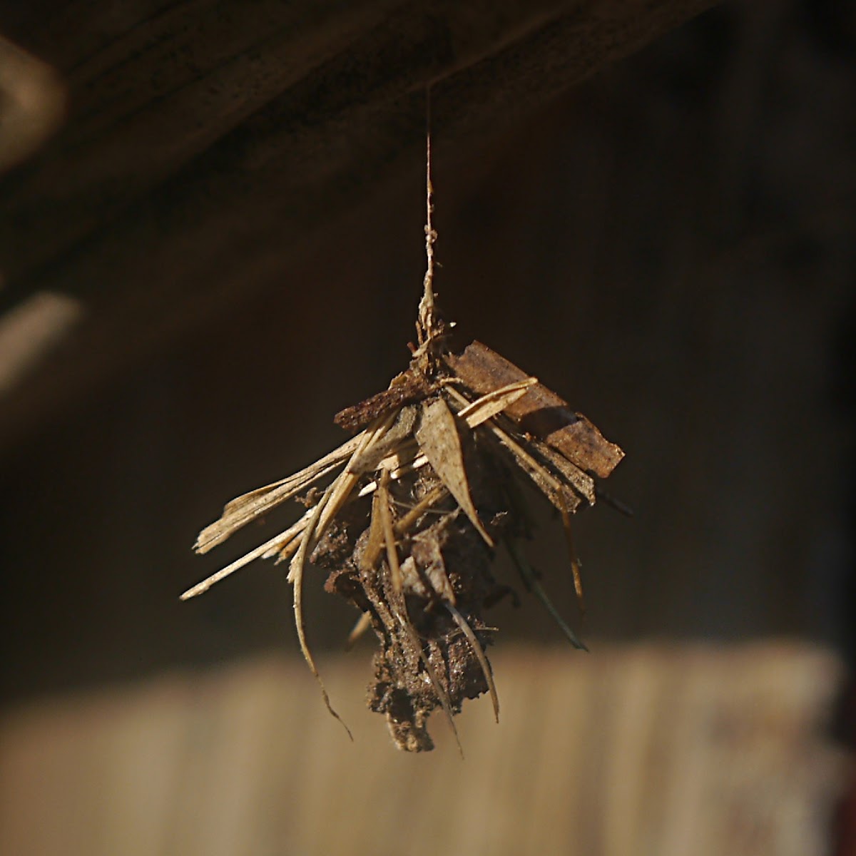 bagworm moth nest