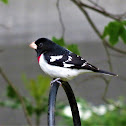 Rose-breasted Grosbeak