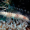 Marine Bristle Worm