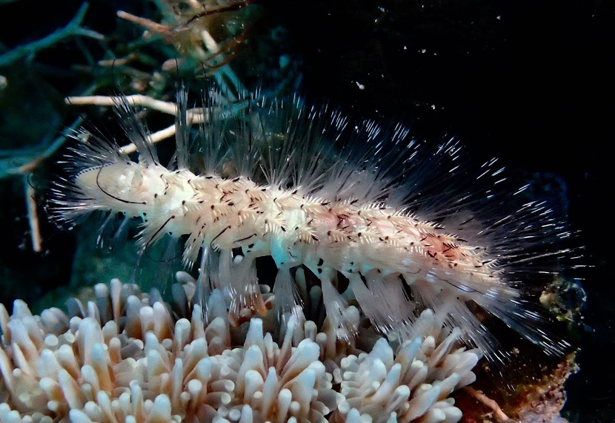 Marine Bristle Worm