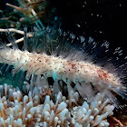 Marine Bristle Worm