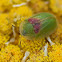 Tortoise Beetle