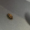 Varied Carpet Beetle