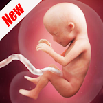 Weeks Pregnant Apk