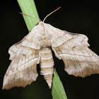 Walnut Sphinx