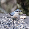 Nuthatch