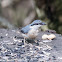 Nuthatch