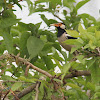 Asian Pied Starling