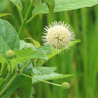 Buttonbush