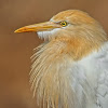 Cattle egret