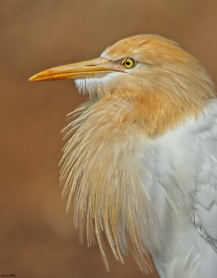 Cattle egret