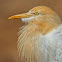 Cattle egret