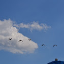 Pelicans