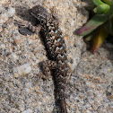 Coast Range Fence Lizard