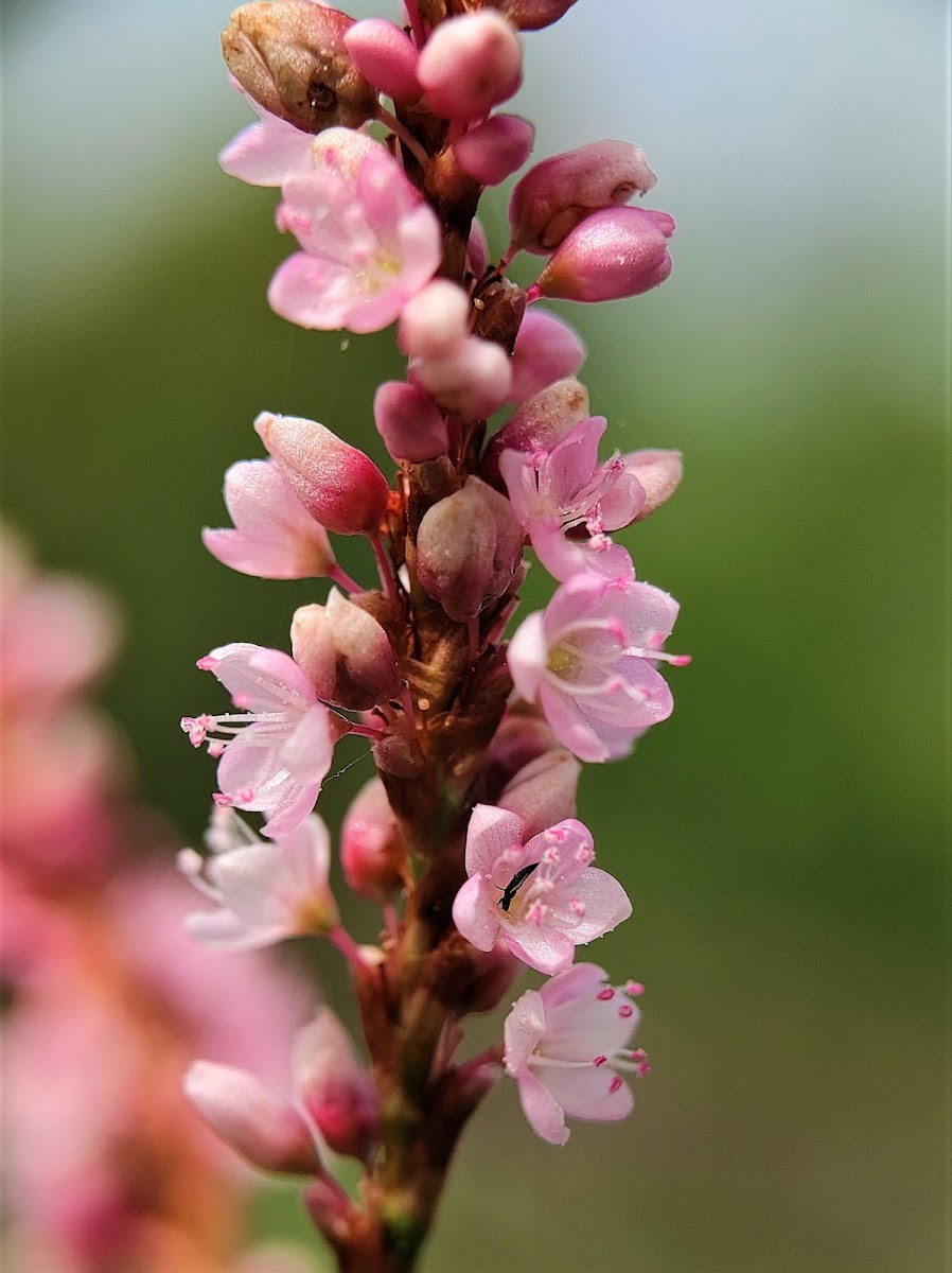 Slender Knotweed