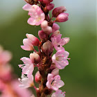 Slender Knotweed