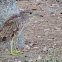 Juvenile Black Crowned Night Heron