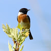 European Stonechat