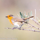 Robin; Petirrojo