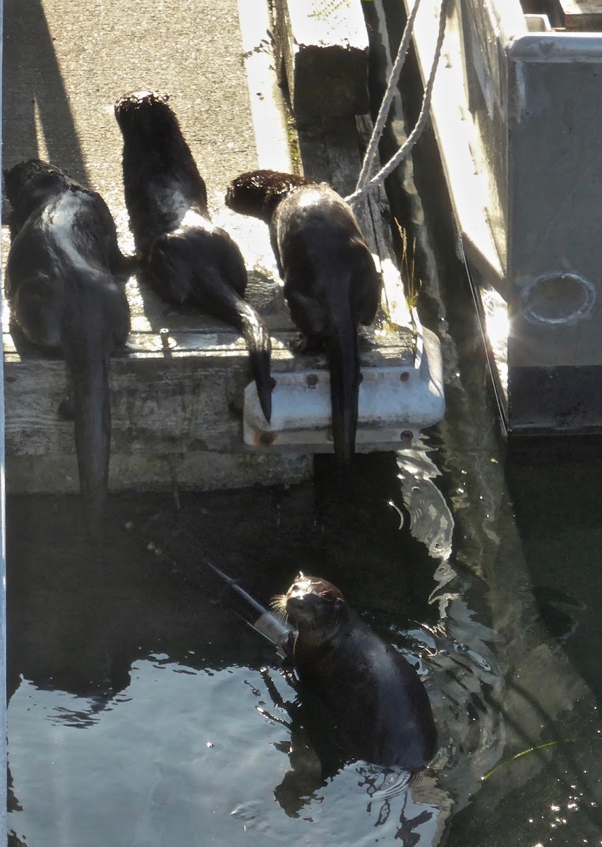 North American River Otters