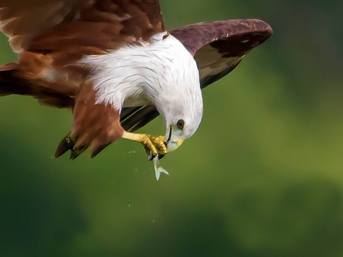 BRAHMINY KITE / RED BACKED SEA EAGLE