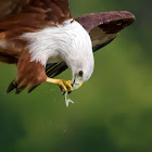 BRAHMINY KITE / RED BACKED SEA EAGLE