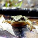 Upland Chorus Frog