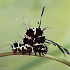 Owlet Moth