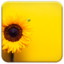 Sunflower Yellow