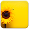Item logo image for Sunflower Yellow