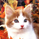 Cute Cats Live Wallpapers icon
