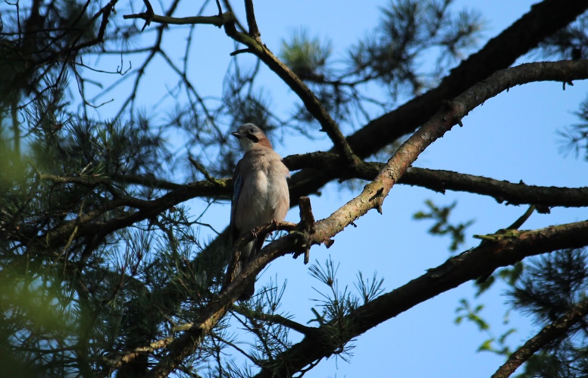 Eurasian jay