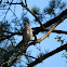 Eurasian jay