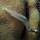 Common Fireworm