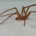 Southern house spider, male